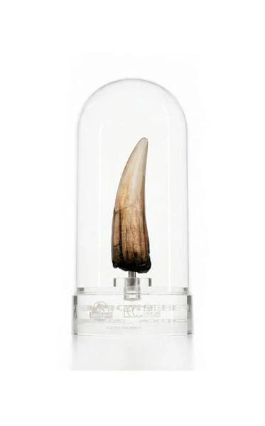 Miniatura 11